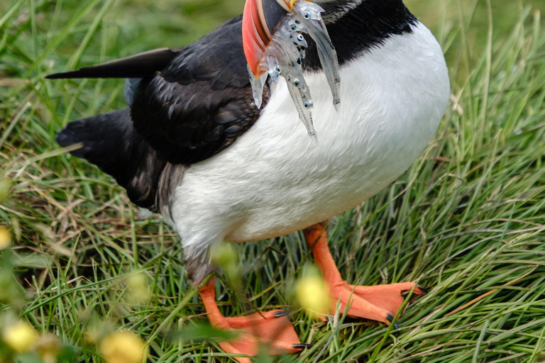 Seyðisfjörður: Puffins, Reindeer, & Waterfall Tour German Departure
