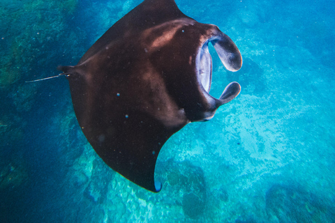 Nusa Lembongan Manta Snorkeling Trip, Mangrove & Island Tour Sharing 3 Spots Snorkeling & Nusa Lembongan Island Tour