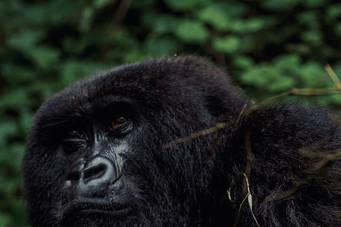 Kigali: Volcanoes National Park Gorilla Trekking Day Trip