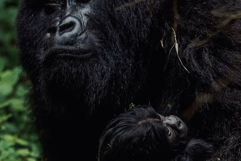 Kigali: Volcanoes National Park Gorilla Trekking Day Trip