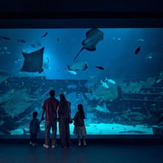 Singapore: Oceanarium Entry Ticket with 1-Way Transfer