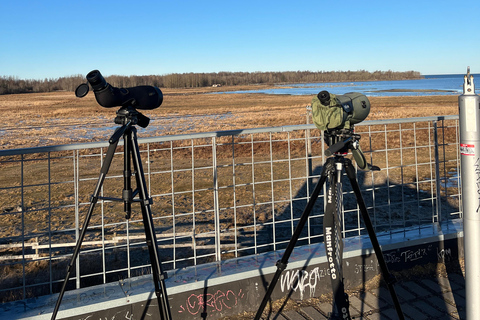 Tallinn: Morning Paljassaare Birdwatching Tour with Picnic