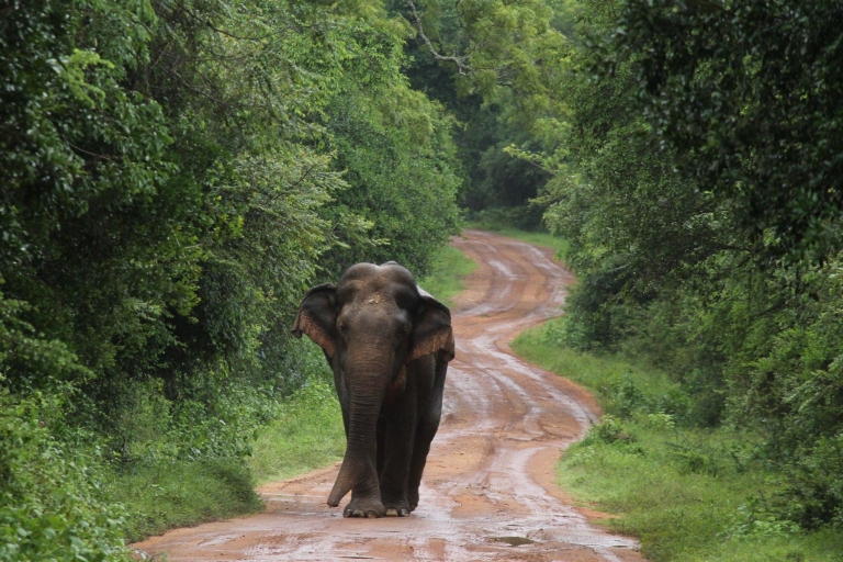 Von Negombo aus: Wilpattu National Park Safari Tour