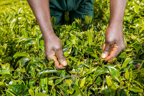 Desde Nairobi: Visita y almuerzo en la Granja de Té Kiambethu