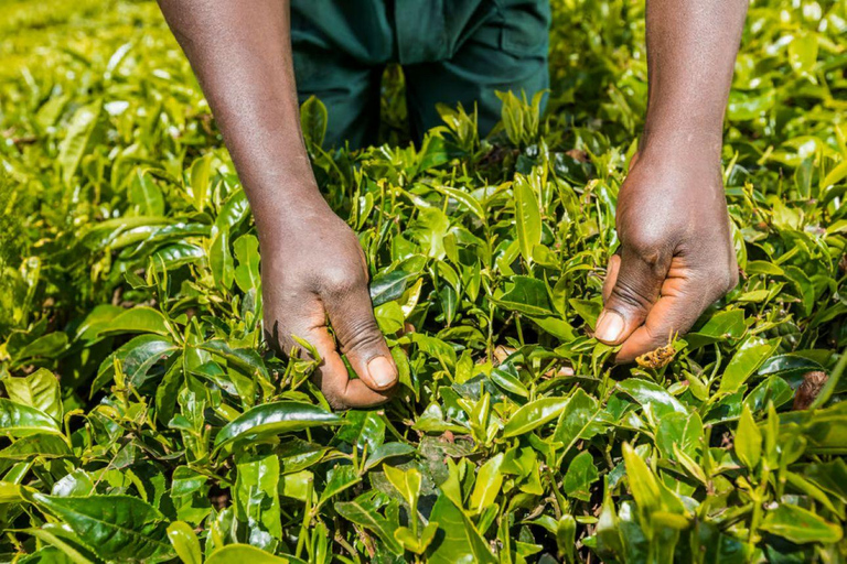 Desde Nairobi: Visita y almuerzo en la Granja de Té Kiambethu