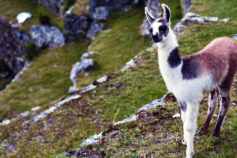 TREK DE 4 JOURS À LA RETRAITE DES LAMAS VERS LE MACHU PICCHU