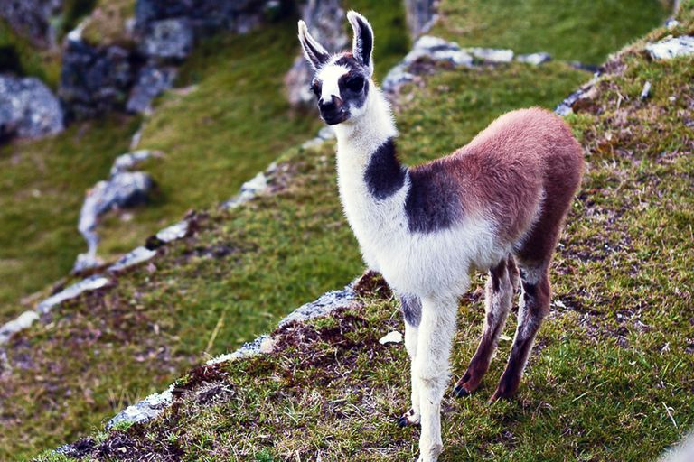 TREK DE 4 JOURS À LA RETRAITE DES LAMAS VERS LE MACHU PICCHU