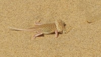 From Walvis Bay, Sandwich Harbour World Heritage Site - Housity