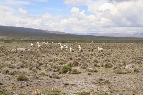 Desde Arequipa: Excursión de día completo al Cañón del Colca