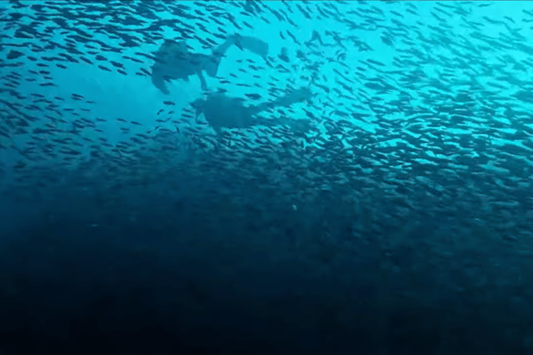 Moalboal : Scuba Diving Sardine Run and Turtle Chasing Scuba Diving: Sardine Run, Turtle Chasing &Pescador Island