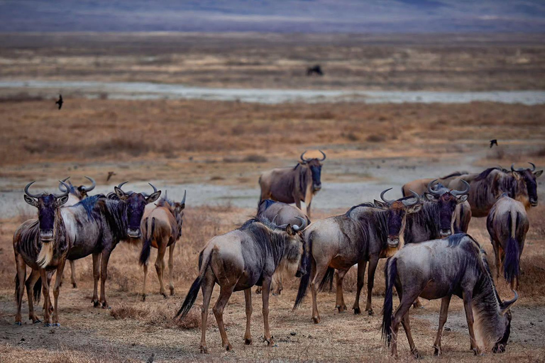 Nairobi National Park Game Drive Private half Day Tour