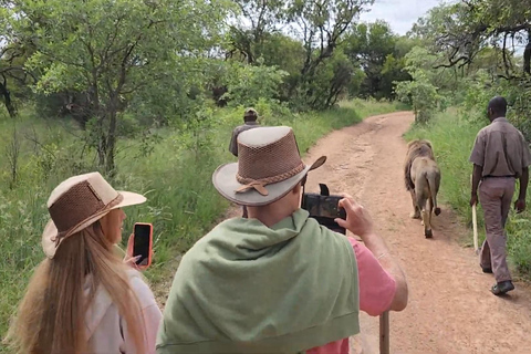 Guided Lion Walk + Predator Tour + Cheetah Demonstration