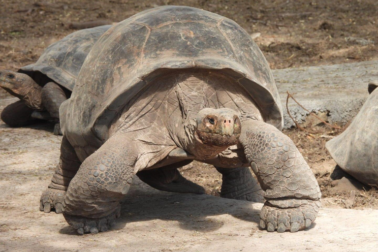 Galápagos Explorer: Santa Cruz & Isabela 6-Day Adventure