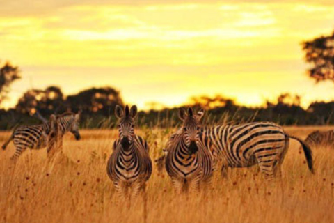 Victoria Falls: 7-Day Chobe & Hwange Safari Tour