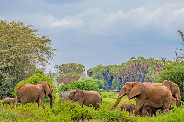 8-Day Authentic Kenya Safari with Culture, Safari & Wildlife
