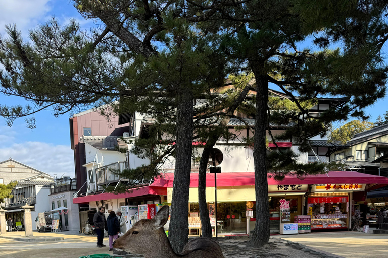 Sacred Miyajima: Journey to the Floating Torii