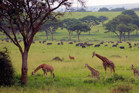 Kampala: 3-Day Murchison Falls National Park Safari