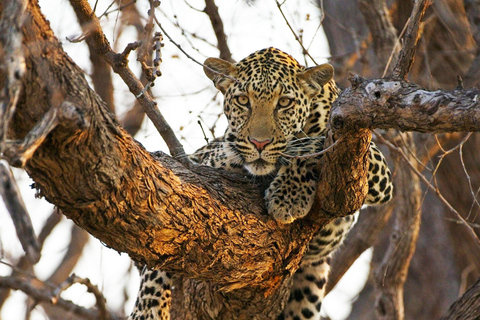 Botswana: Savuti, Khwai, & Moremi 7-Day Mobile Safari