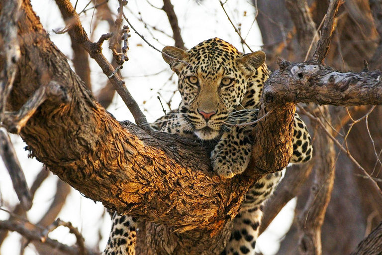 Botswana: Savuti, Khwai, & Moremi 7-Day Mobile Safari