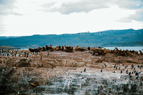 Ushuaia: Boat Trip to Isla Martillo: Penguins in the Beagle Channel Ushuaia: Navigation to Martillo Island: Penguins along the Beagle Channel