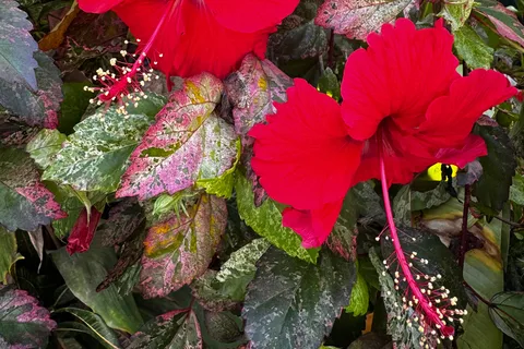 Puerto Viejo: Medicinal and Edible Plant Class