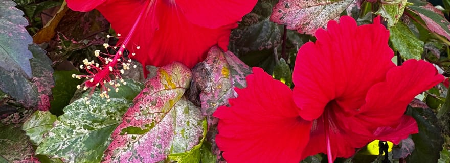 Puerto Viejo : Cours sur les plantes médicinales et comestibles