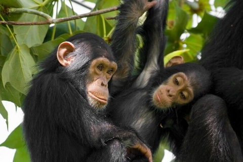 Rwanda 3 Day Gorilla & Chimpanzee Trekking tour