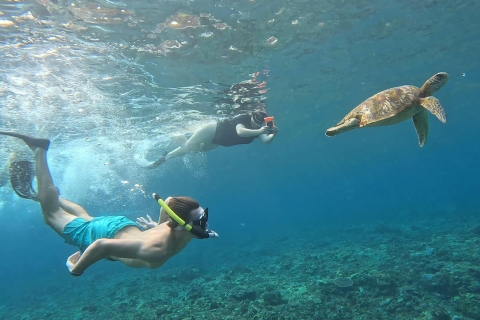 Desde Ceningan Experiencia de snorkel con tortugas