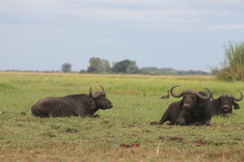 Victoria Falls: Safari game drive tour 3 hours