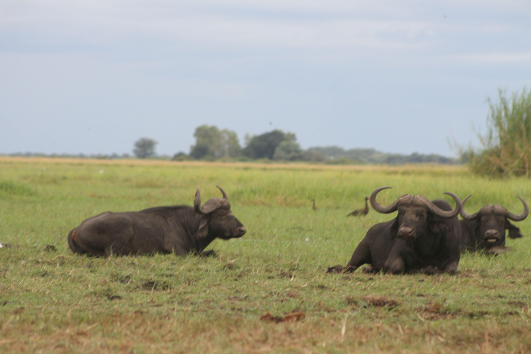 Victoria Falls: Safari game drive tour 3 hours