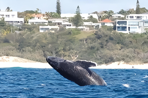Noosa : Observation des baleines à bosseNoosa: visite d&#039;observation des baleines à bosse