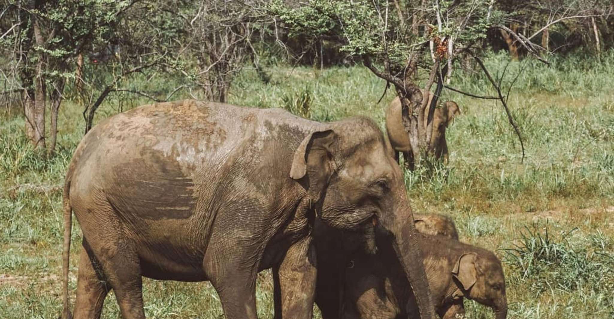 Wildlife Safari zum Hurulu Eco Park - Habarana - Hizvo