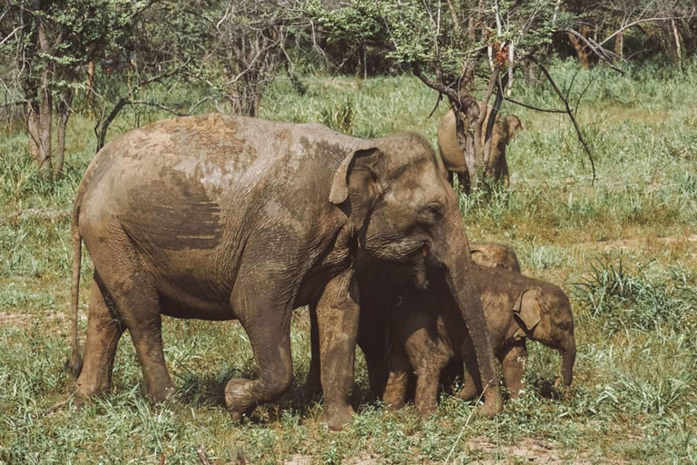 Hurulu Eco Park Habarana Wild Elephant SafariPrivate Group