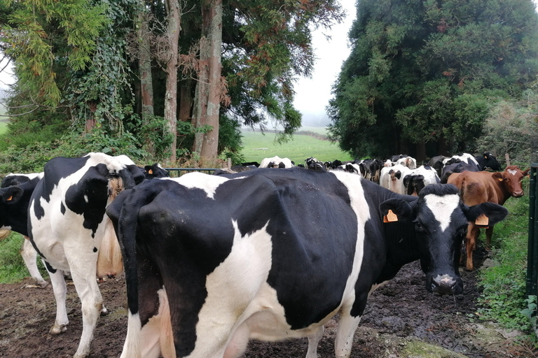 Visite d&#039;une demi-journée au fromage de Sao Jorge