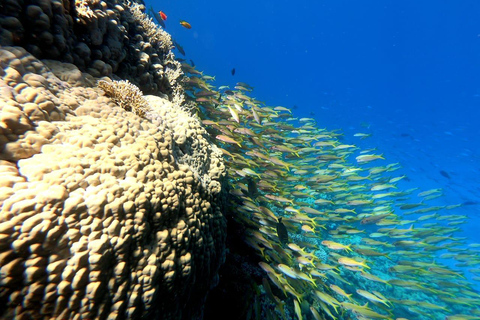 Ras Mohammed Yolanda, Sharks Observatory- Red Sea Treasures