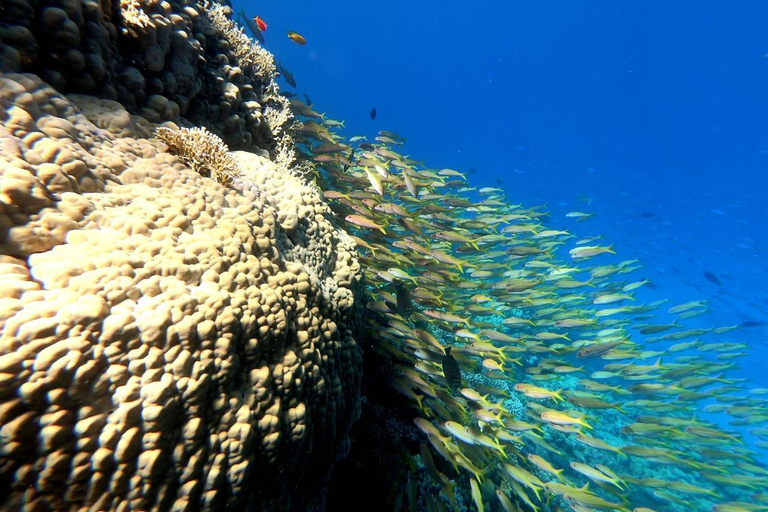 Ras Mohammed Yolanda, Sharks Observatory- Red Sea Treasures