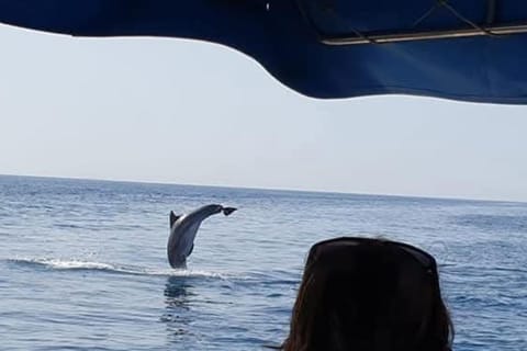 Dolphin tour 2 hours | GetYourGuide