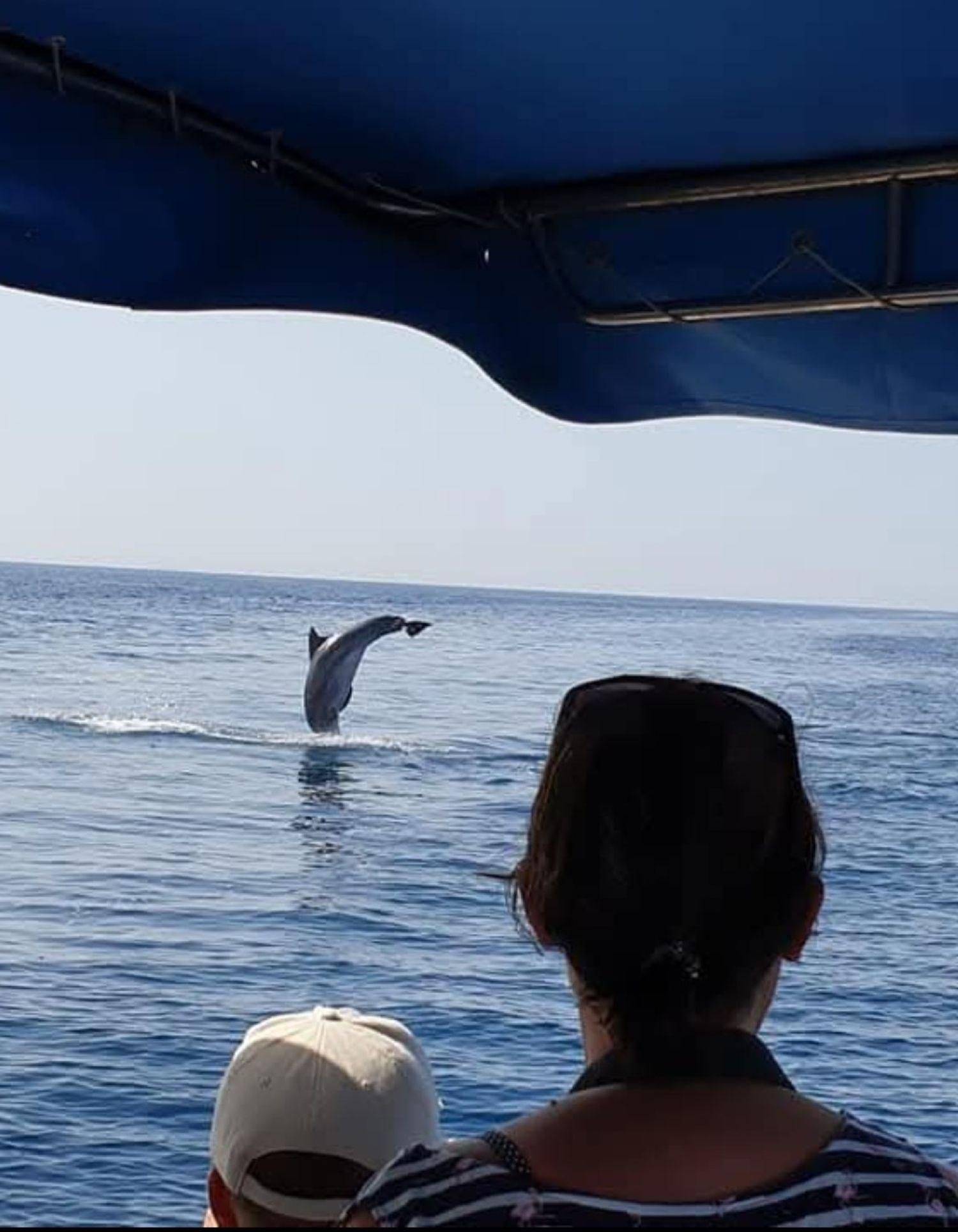 Molat Island Dolphin Watching Bootstour 6 Stunden Tour