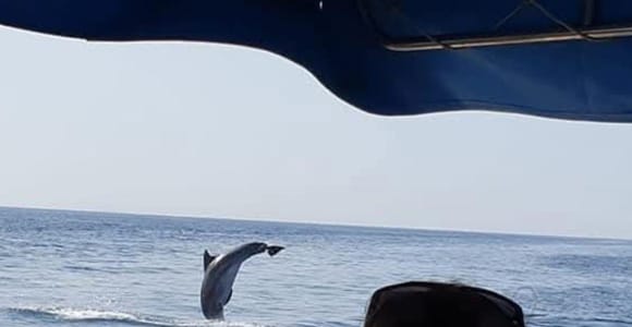Delfin-Tour 2 Stunden Delfin-Tour 2 Stunden