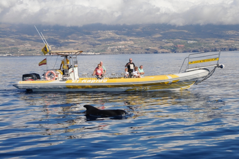 Los Gigantes: Delfin- und Walbeobachtungstour mit dem Schnellboot