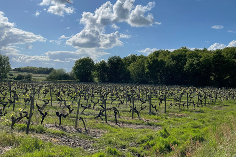 Educational hike in the Anjou vineyards Wine Hike