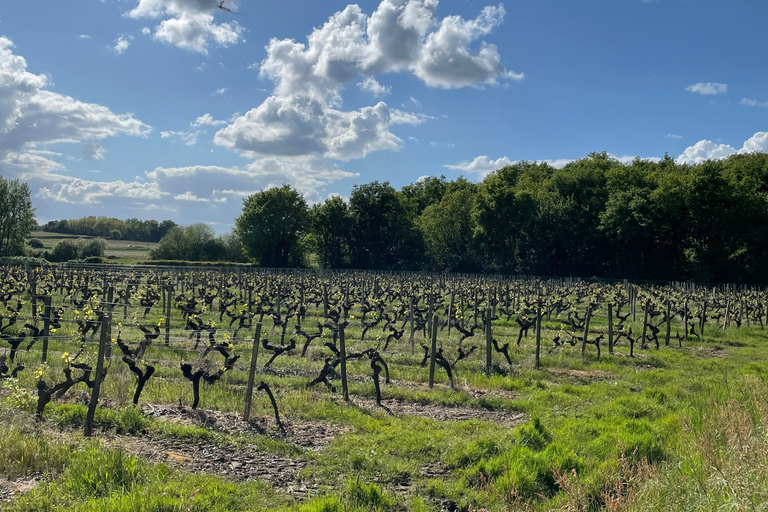 Educational hike in the Anjou vineyards Wine Hike