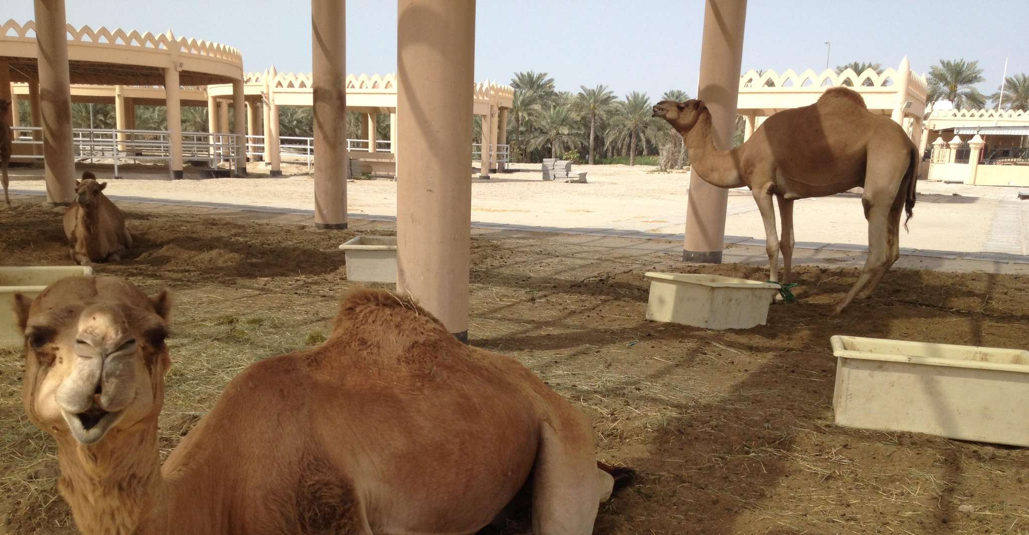 Al Hidd: Bahrain in a Day - Exclusive MSC Cruise Passengers photo 7