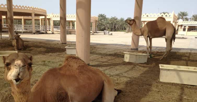 Al Hidd: Bahrain in a Day - Exclusive MSC Cruise Passengers photo 7