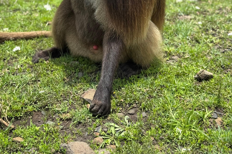 From Addis: Blue Nile Gorge, Baboons & Waterfalls
