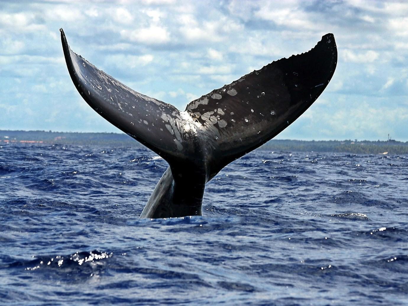 Punta Cana: Private Whale-Watching-Tour mit Getränken