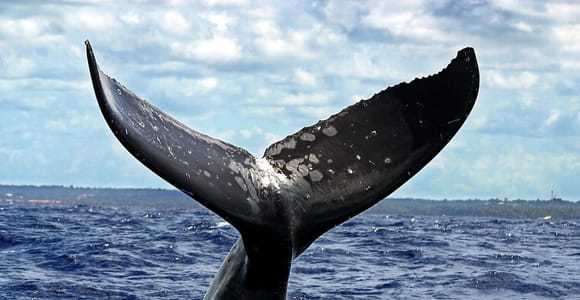 Punta Cana: Private Whale Watching Tour with Drinks