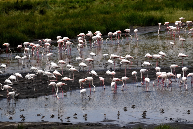 Safari d'une journée dans le parc national d'Arusha