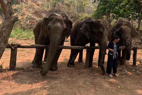 Programme de soins aux éléphants et chutes d&#039;eau collantes en vedetteJournée complète de soins aux éléphants et chute d&#039;eau collante (Programme B)