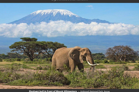 Nairobi: 4-Day Amboseli National Park Safari with Flights